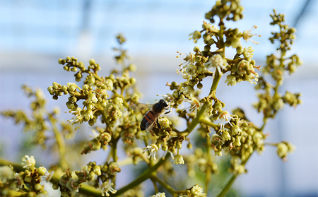 【千の葉ライチ】の 完熟 玉荷包ライチ （先行予約）【果物 フルーツ デザート】 果実 国産 上品な香り 国産生ライチ 新鮮 食後 化粧箱入り 
