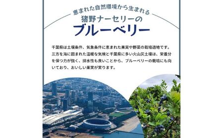 冷凍こだわりブルーベリー　500g×2【フルーツ  冷凍 1kg】