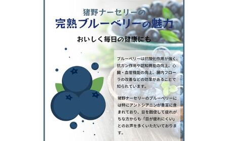 冷凍こだわりブルーベリー　500g×2【フルーツ  冷凍 1kg】