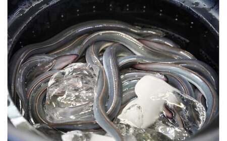 うなぎ 焼きたて 白焼うなぎ 5枚