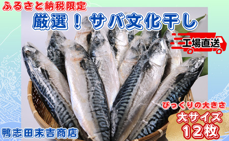 サバ文化干し 大サイズ 12枚 サバ