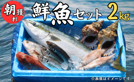 鮮魚セット 2kg 銚子港 水揚げ 産地直送 旬の魚 旬の鮮魚 鮮魚