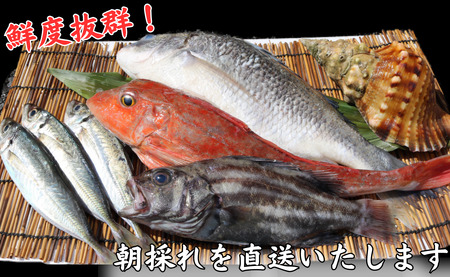 鮮魚セット 2kg 銚子港 水揚げ 産地直送 旬の魚 旬の鮮魚 鮮魚