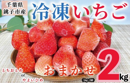 【先行予約】 冷凍 いちご 約2kg とちおとめ やよいひめ いちご 冷凍いちご 銚子産いちご いちごジャム 大容量いちご いちごスムージー 大容量いちご 苺 フルーツ ふるさと納税 送料無料 千葉県 銚子市 神原いちご園