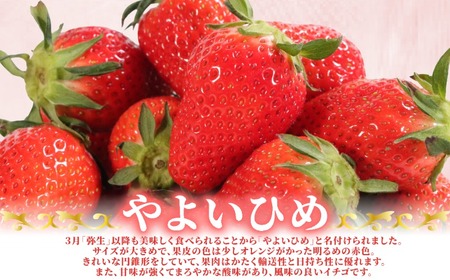 いちご やよいひめ 約400g いちご