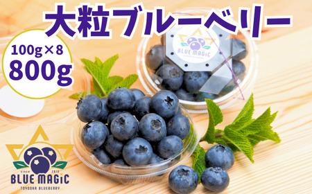 （ 先行予約 ） ブルーベリー 800g ブルーベリー