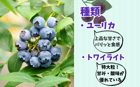 （ 先行予約 ） ブルーベリー 800g ブルーベリー