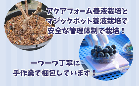 （ 先行予約 ） ブルーベリー 800g ブルーベリー