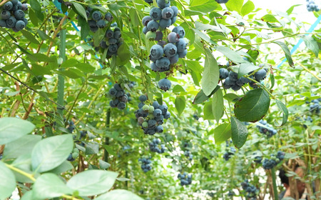 （ 先行予約 ） ブルーベリー 800g ブルーベリー