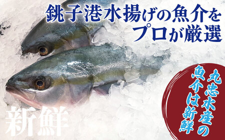 鮮魚ボックス ２kg 鮮魚