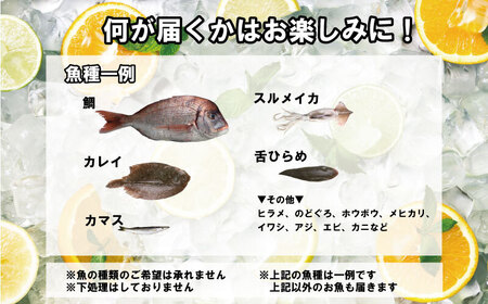 鮮魚ボックス ２kg 鮮魚