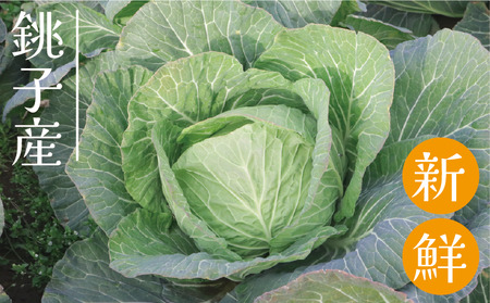 きゃべつ ドライキャベツ 16袋 きゃべつ