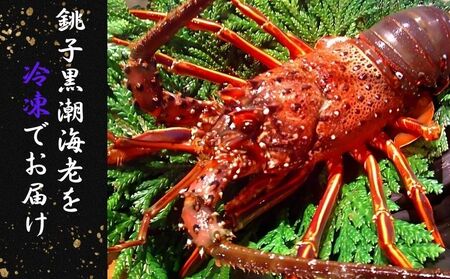 【 伊勢海老 】伊勢海老 1kg