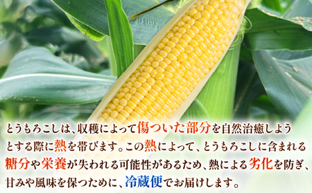  とうもろこし 20本 とうもろこし 【先行予約】