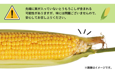  とうもろこし 20本 とうもろこし 【先行予約】