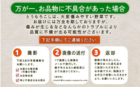  とうもろこし 20本 とうもろこし 【先行予約】