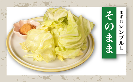 春キャベツ 3～4玉 キャベツ 【先行予約】