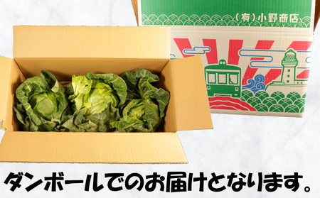 春キャベツ 3～4玉 キャベツ 【先行予約】