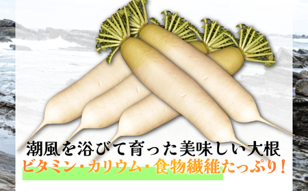 【先行予約】 春キャベツ 2～3玉 大根 2～3本 セット 大根 大根 大根 大根 大根 小野商店