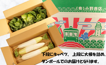【先行予約】 春キャベツ 2～3玉 大根 2～3本 セット 大根 大根 大根 大根 大根 小野商店