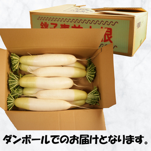 大根 8～10本 大根 【先行予約】 