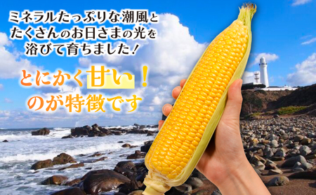 とうもろこし 26本 とうもろこし 【先行予約】
