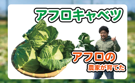 【先行予約】 キャベツ アフロキャベツ 4玉 （2026年1月～6月配送）