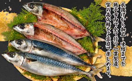 銚子産 一汐さば 8kg