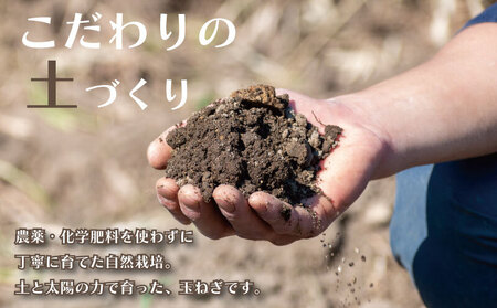 先行予約 新玉ねぎ 約5kg