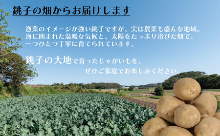 先行予約 じゃがいも 約5kg ニシユタカ 【5月中旬～9月末頃発送予定】