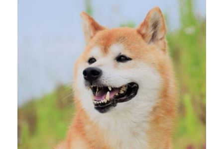 犬吠埼のわん太郎 詰合せ 犬のメタボ対策 千葉県銚子市 ふるさと納税サイト ふるなび