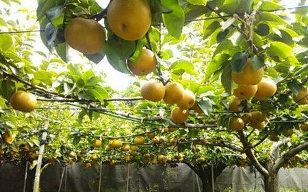 市川のブランド梨「幸水」大玉　約3kg（5～9玉）　【12203-0038】