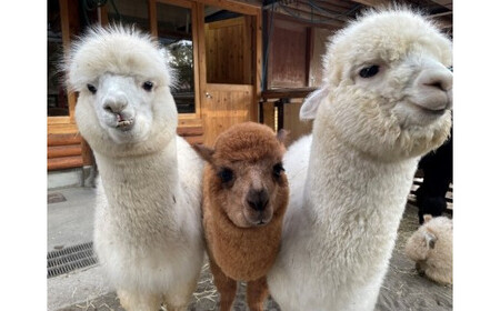 いちかわかるた&市川市動植物園ペアチケット 【12203-0196】