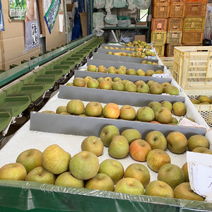 浅海農園 市川のブランド梨 豊水3kg 【12203-0087】