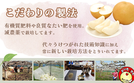 市川の梨　かおり3キロ(４～６個入り） 【12203-0200】