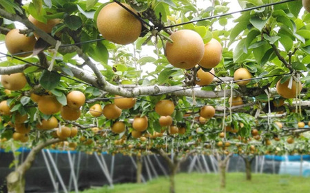 市川の梨　かおり3キロ(４～６個入り） 【12203-0200】