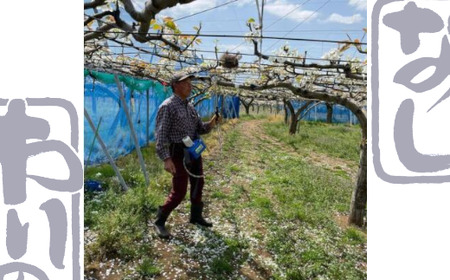 市川の梨　幸水　3kg（5～10個入り）　【12203-0084】