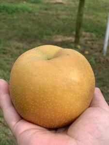 【船橋産コンフィチュール】Le Cafe de Pommeコンフィチュール3本セット コンフィチュール 梨っ娘 ゴールデンキウイ 手作り フレンチシェフ 船橋 Le Cafe de Pomme