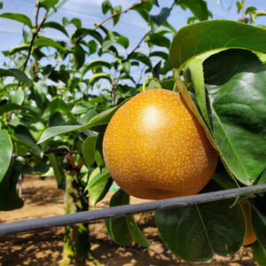 【船橋産コンフィチュール】Le Cafe de Pommeコンフィチュール3本セット コンフィチュール 梨っ娘 ゴールデンキウイ 手作り フレンチシェフ 船橋 Le Cafe de Pomme