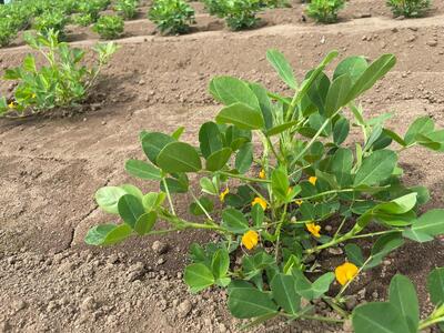 【千葉県 落花生】茹で落花生　おおまさり　250g　５袋　冷凍品