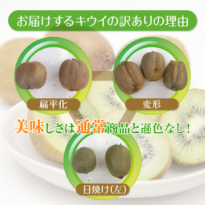 訳アリキウイ　ヘイワード　５kg