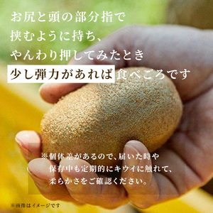 【1月後半発送分】船橋産キウイフルーツ5.2kg未追熟バラ詰め【傷み補償分約200g込み】