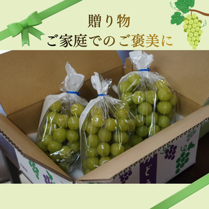 桜井農園のシャインマスカット