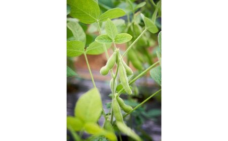 【産地直送】船橋ブランド枝豆(F19)