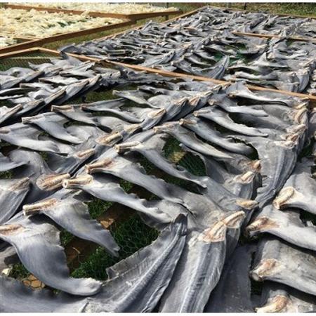 【エコ包装】「フカヒレ姿煮」大尾びれ2枚入り(530g×2枚)　尾びれ重さ約201-240g_フカヒレ 姿煮 高級 エコ包装_【配送不可地域：離島】【1493458】