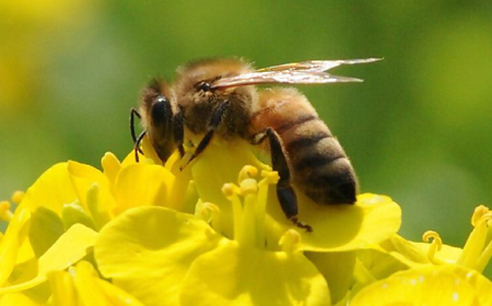 ひふみ養蜂園 はちみつセット 計900g(600g+300g)_美味しい はちみつ 蜂蜜 ハチミツ 無添加 国産 送料無料 贈答 ギフト プレゼント_【1486512】