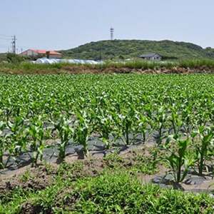 安西農園の驚くほどに甘いトウモロコシ 20本【配送不可地域：離島・北海道・沖縄県・東北・中国・四国・九州】【1486584】