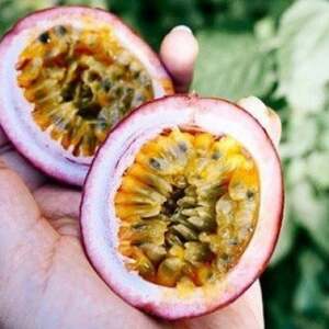 【先行受付】秀品パッションフルーツ 「80g前後の大玉」8個入/2026年8月上旬~9月中旬発送_パッションフルーツ 秀品 大玉_【配送不可地域:離島】【1488731】