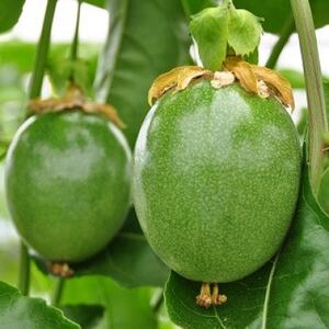 【先行受付】秀品パッションフルーツ 「80g前後の大玉」8個入/2026年8月上旬~9月中旬発送_パッションフルーツ 秀品 大玉_【配送不可地域:離島】【1488731】