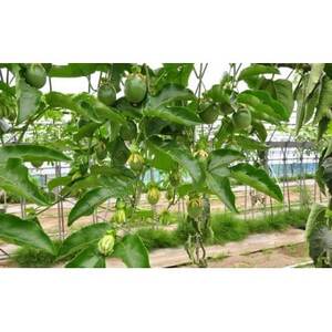 【先行受付】秀品パッションフルーツ 「80g前後の大玉」8個入/2026年8月上旬~9月中旬発送_パッションフルーツ 秀品 大玉_【配送不可地域:離島】【1488731】